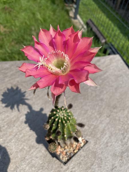 Echinopsis Hybr. rot/violett